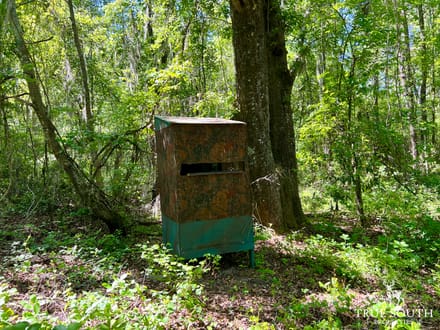 Olar Bamberg Co 50 AC Hunting Land