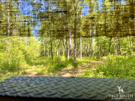 Olar Bamberg Co 50 AC Hunting Land
