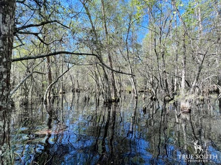 Olar Bamberg Co 50 AC Hunting Land