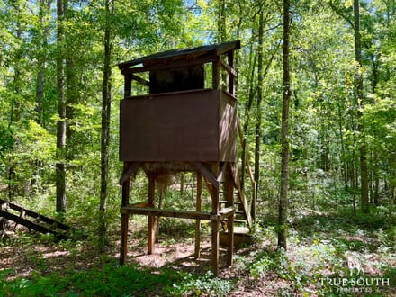 Olar Bamberg Co 50 AC Hunting Land
