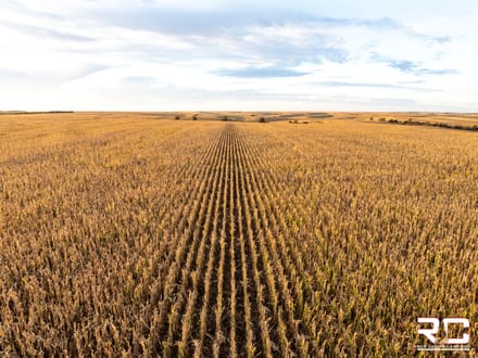 ONLINE AUCTION: "The Norton County 81" Mixed Use Tillable + BONUS Hunting Tract In Northwest Norton County, KS