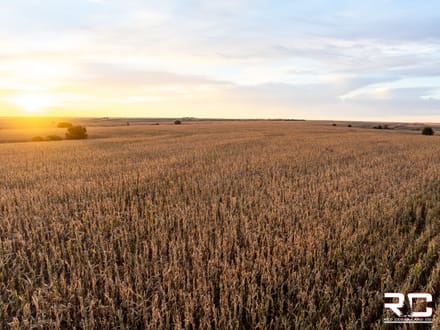 ONLINE AUCTION: "The Norton County 81" Mixed Use Tillable + BONUS Hunting Tract In Northwest Norton County, KS