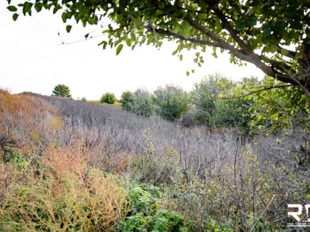ONLINE AUCTION: "The Norton County 81" Mixed Use Tillable + BONUS Hunting Tract In Northwest Norton County, KS