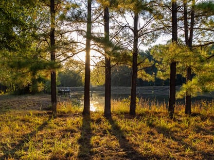 Heritage Oaks Ranch - 103 Acres Premier Deer and Duck Hunting Lamar County 