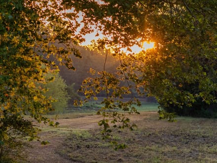 Heritage Oaks Ranch - 103 Acres Premier Deer and Duck Hunting Lamar County 