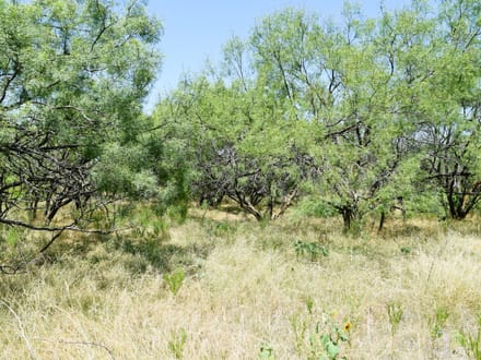 34.81 ± Acres in Coleman County