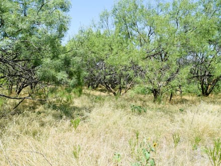 34.81 ± Acres in Coleman County