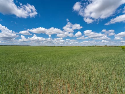 8.85 Acres in Coleman County
