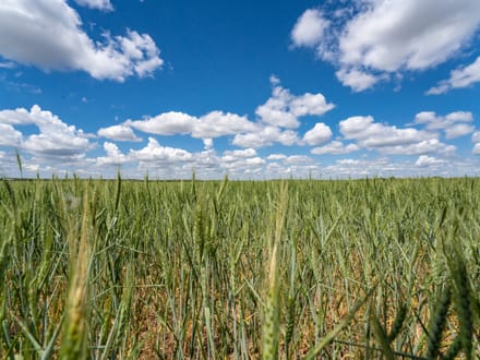 8.85 Acres in Coleman County