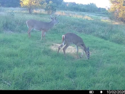 Multi-Use Quarter in Chautauqua County, KS!