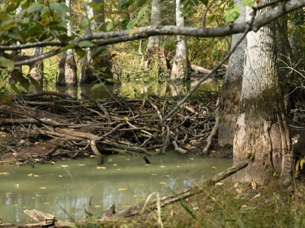 Big Cypress Creek 137.72