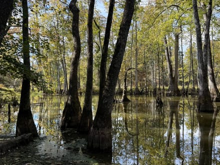Big Cypress Creek 137.72