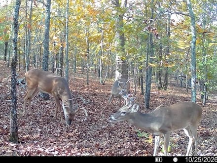 80.3 +/- Acres Between Sherwood & Conway
