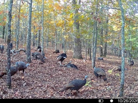 80.3 +/- Acres Between Sherwood & Conway
