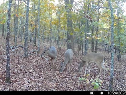 80.3 +/- Acres Between Sherwood & Conway