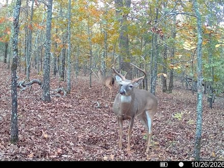 80.3 +/- Acres Between Sherwood & Conway
