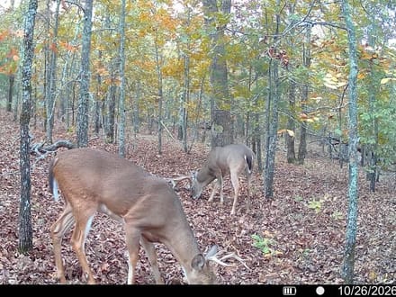 80.3 +/- Acres Between Sherwood & Conway