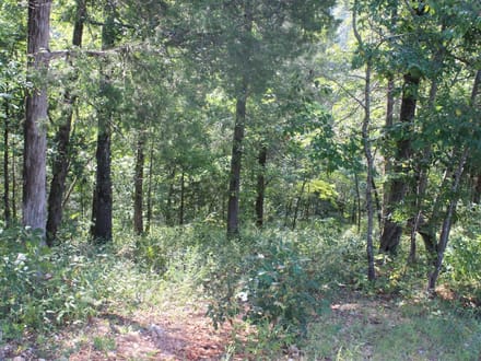 DISCOVER THE BEAUTY OF THE OZARKS!