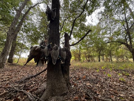 482.66 +/- Acre Farm in St.Francis County, AR