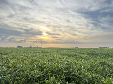 482.66 +/- Acre Farm in St.Francis County, AR