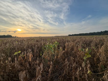 482.66 +/- Acre Farm in St.Francis County, AR