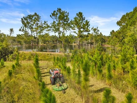 The Fire Tower Pine Plantation, Pond, and Preserve