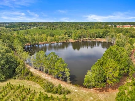 The Fire Tower Pine Plantation, Pond, and Preserve
