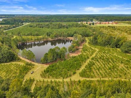 The Fire Tower Pine Plantation, Pond, and Preserve