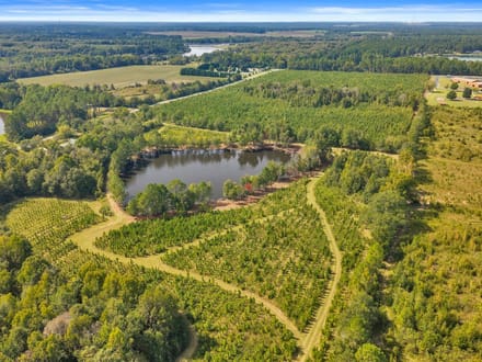 The Fire Tower Pine Plantation, Pond, and Preserve