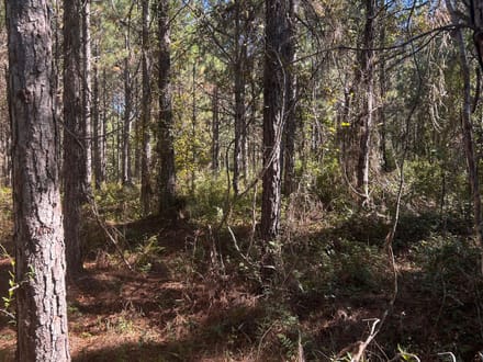 Commercial Land in Bradford County 