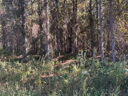 Commercial Land in Bradford County 
