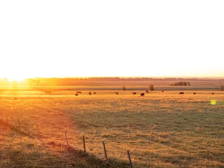 Blue Dog Prairie Ranch 