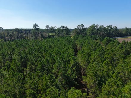 3.01 +/- Ac Land for Sale in Ware County, GA
