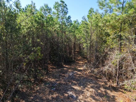 3.01 +/- Ac Land for Sale in Ware County, GA