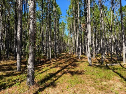 5.15 +/- Ac Land for Sale in Emanuel County, GA