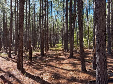5.15 +/- Ac Land for Sale in Emanuel County, GA