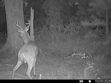 25.10 +/- Ac Land for Sale in Camden County, GA