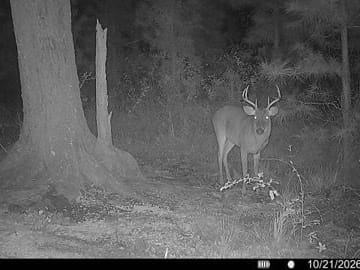 25.10 +/- Ac Land for Sale in Camden County, GA