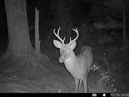 25.10 +/- Ac Land for Sale in Camden County, GA