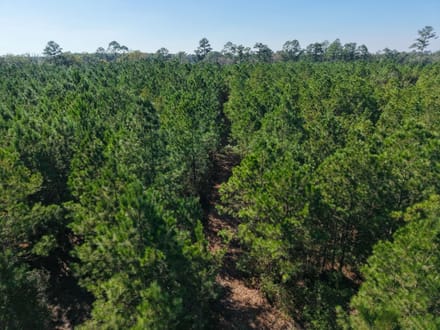 7.72 +/- Ac Land for Sale in Ware County, GA