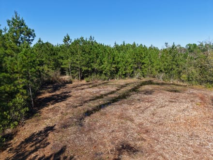 7.72 +/- Ac Land for Sale in Ware County, GA