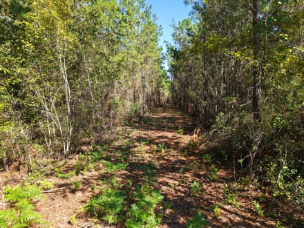 7.72 +/- Ac Land for Sale in Ware County, GA