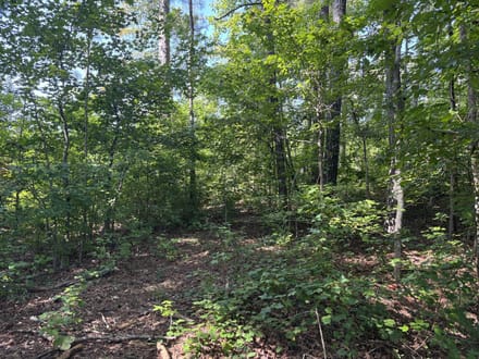 8500 Cedar Grove Rd - 18.2 Acres