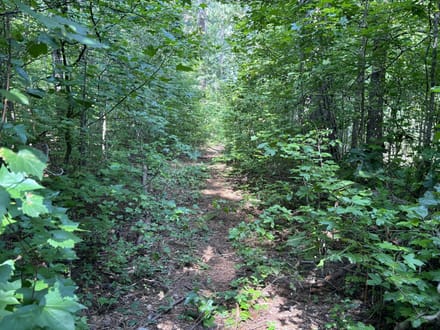 8500 Cedar Grove Rd - 18.2 Acres