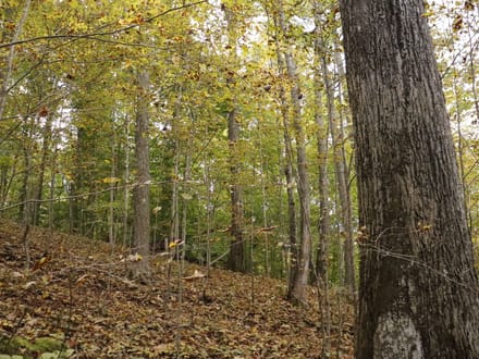 118± Acres of Wooded Recreational Land with Mineral Rights