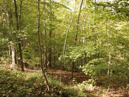 118± Acres of Wooded Recreational Land with Mineral Rights