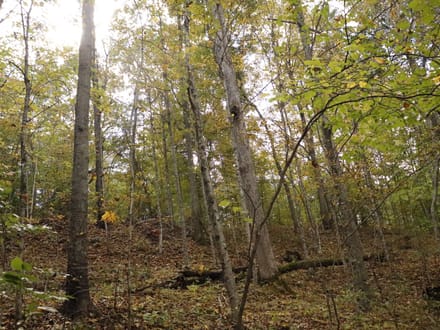 118± Acres of Wooded Recreational Land with Mineral Rights