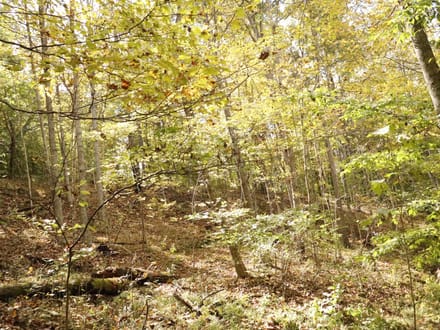 118± Acres of Wooded Recreational Land with Mineral Rights