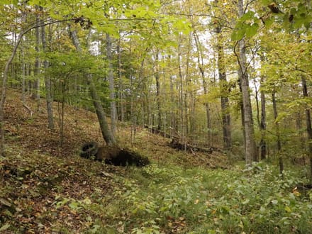 118± Acres of Wooded Recreational Land with Mineral Rights