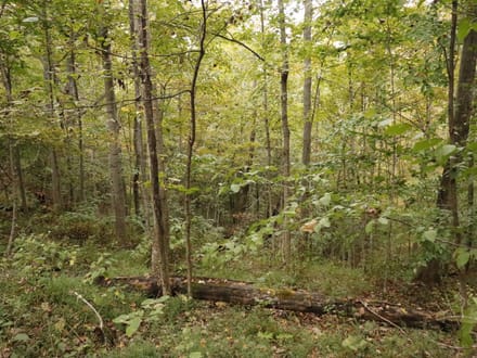 118± Acres of Wooded Recreational Land with Mineral Rights